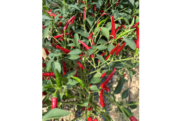 Chillies